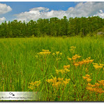 Dancing in the Meadow