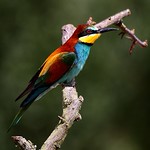 Abelharuco/ European Bee-eater (Merops apiaster)..