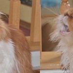 Mugshots of New Suspect Leaked to Media!