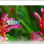 A moth on a kangaroo paw plant . . .
