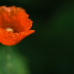 .a time of magicians and spells, a beautiful maiden was created.