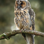 Long-eared Owl, Asio otus