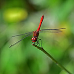 Blutrote Heidelibelle, M&auml;nnchen; Sympetrum sanguineum