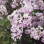 Lilacs