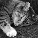 #cat #Nefe #sleeping