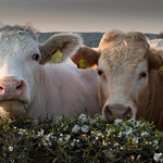 Two Blossom Cows