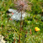 Withered, but beautiful