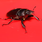 Beetle