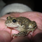 196672_194108823957105_3440037_n