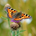 Small Tortoiseshell