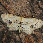 70.011. Ideae dimidiata. (BF1708. Single-dotted Wave) IMG_0059