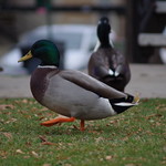 urban duck