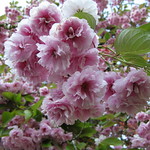 Cherry Blossom