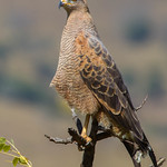 Savanna Hawk