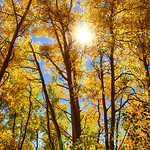 Aspen Sunburst
