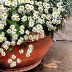 Driving Miss Daisies