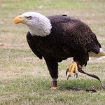 Bald Eagle on a Mission!