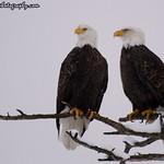 Two_Eagles