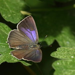 Purple Hairstreak (Neozephyrus quercus) female