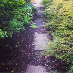 Follow your own path