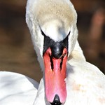 You looking at me?!?