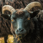 Hebridean sheep