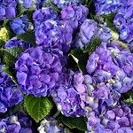 Purple Hydrangea