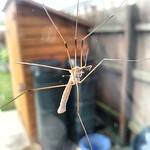 This crane fly is sticking it's tongue out!