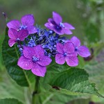 Hydrangea serrata - De laatste kleur dit jaar