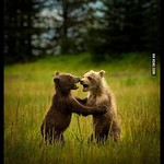 Dancing bears