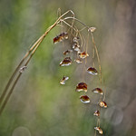 These littles nothing.........