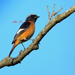Daurian Redstart 黃尾鸲 (TW121) A75Y8329-1