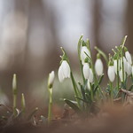 Snowdrops in the Forest