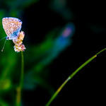 Happiness is a Butterfly