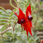 Swainsona formosa, Sturt's Desert Pea