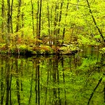 Spring Green Reflection