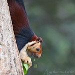 Malabar Giant squirrel ( Ratufa indica maxima)
