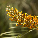 Yellow Grevillea