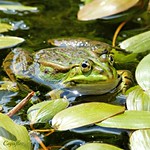 A frog in a pond of the Gardens of Appeltern