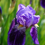 Another iris