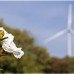 Olor a jara 2: Desafiando al molino