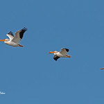 Pelicans in flight