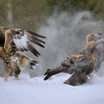 Finland, let's dance