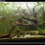 Low-Tech Pano20L South-America Biotope