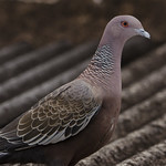 Pomb&atilde;o (Patagioenas picazuro) - Picazuro Pigeon
