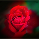 A flower for you ...