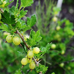 Gooseberries