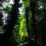 ... magic forest ...