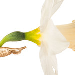 Narcissus 'Mount Hood'; 4066