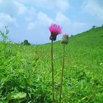 ノアザミ/Noazami